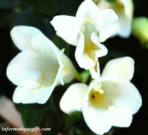 Image fleur blanche Gif animé